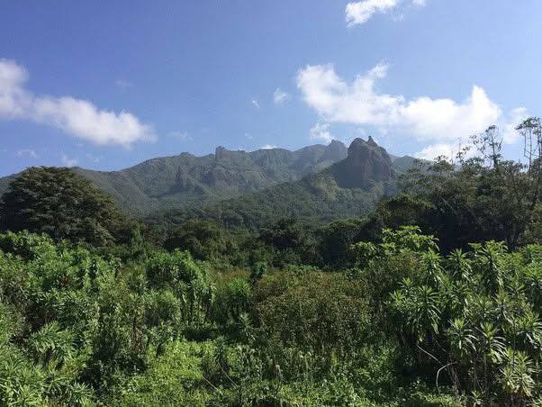 Kaffa mankira forest